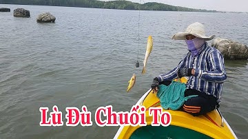 Câu Trúng ổ "Cá Ngát"Mà Phải Chạy Bỏ Dép.???? | Sự Cần Giờ