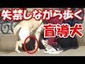 盲導犬の不可解な失踪！失禁しながら歩く盲導犬の過酷な環境とは？