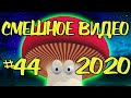 #СМЕШНОЕВИДЕО2020 #44 #лучшиеприколы2020 #подборкаприколов2020 #coub #киноприколы #любительскоевидео