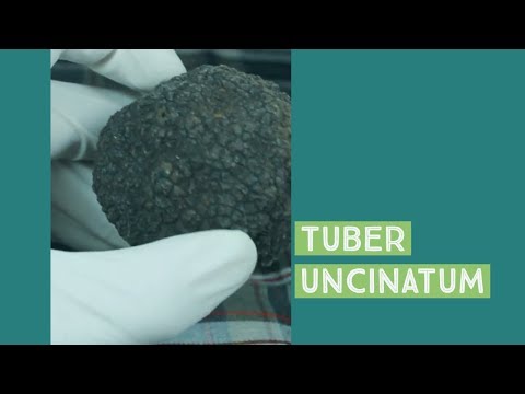 Βίντεο: Ποιος μύκητας παράγει ασκοσπόρια;