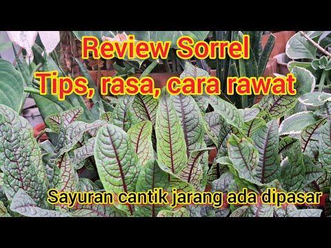 Video: Kegunaan Tumbuhan Sorrel: Apa Yang Perlu Dilakukan Dengan Herba Sorrel