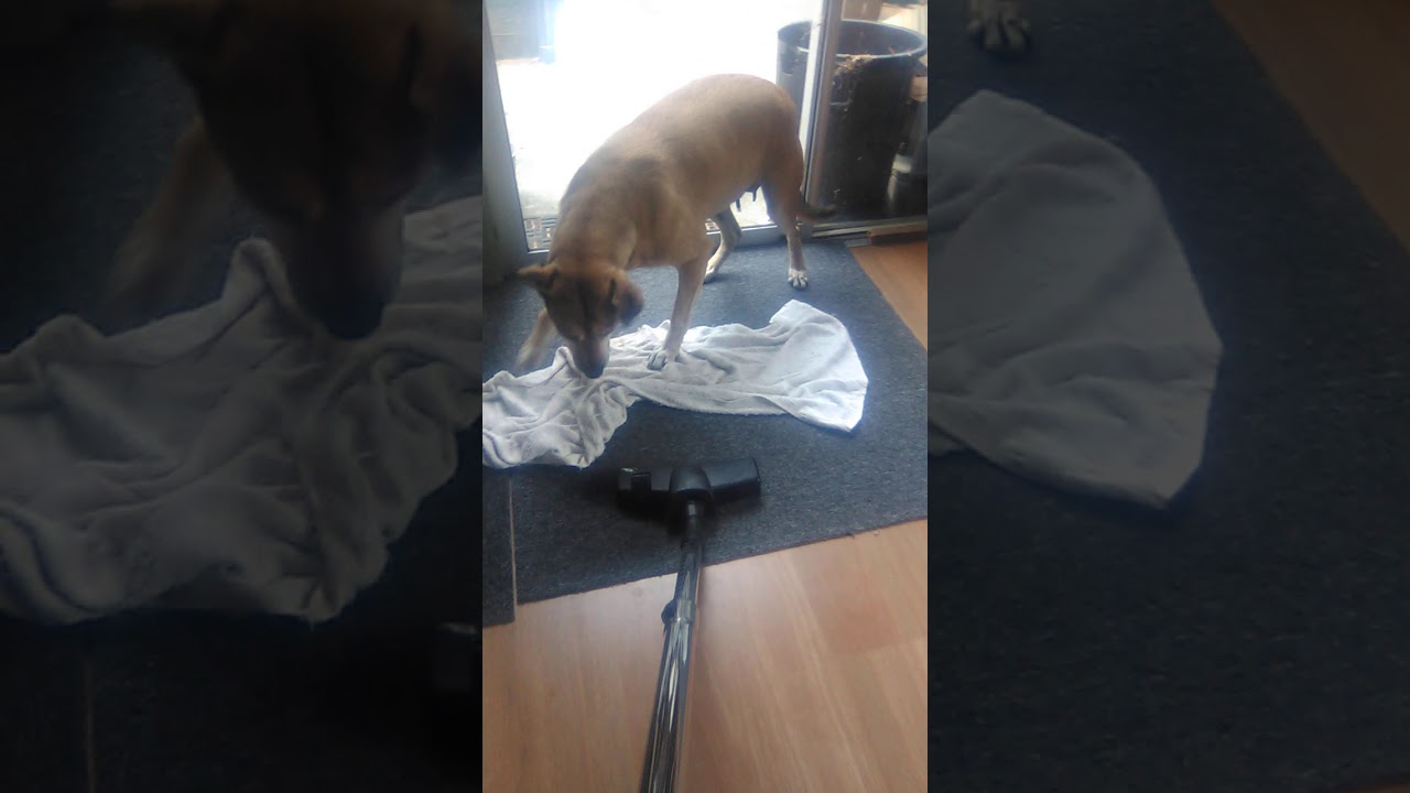 dog attacks vacuum cleaner YouTube