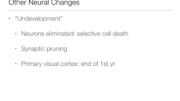 Development:  6.1 - The Brain