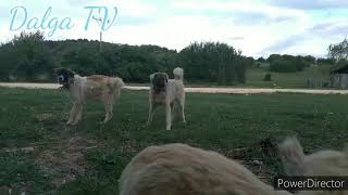 Köpek oyunu köpek kavgası screenshot 5