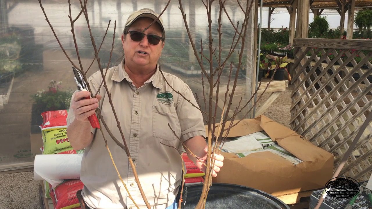 How To Prune Bare Root Fruit Trees - YouTube