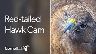 Cornell Redtailed Hawks Live Cam  #CornellHawks | Cornell Lab