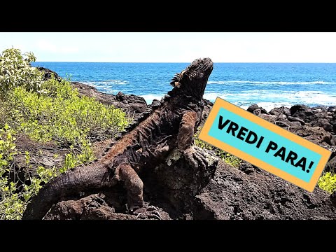 Video: Kako jeftino obići ostrva Galapagos