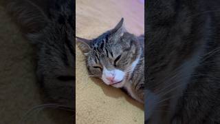 Sleepy cat licking before falling asleep