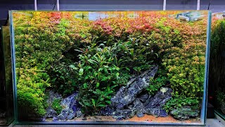 The beauty of plants in the aquarium 