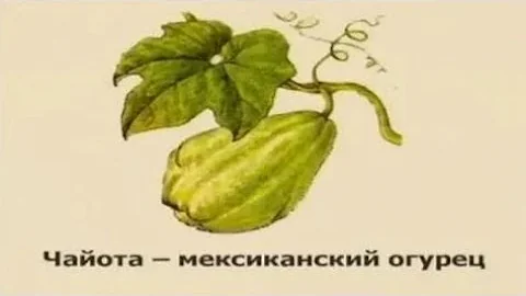 Чайота