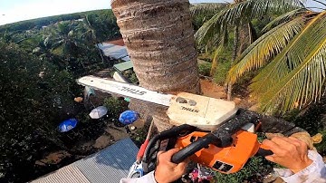 cưa cây dừa trụi đọt chết lâu năm quá nguy hiểm. thạch lộc ninh. 0911003106.0397336494