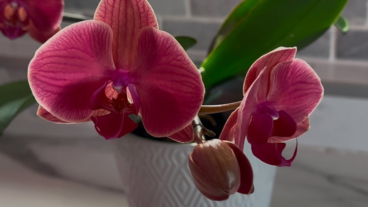 Orquídea sin hojas primera floración