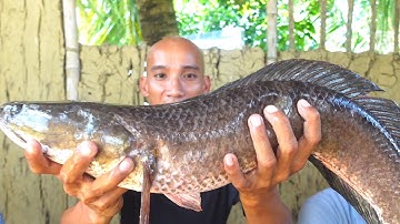 Cá Lóc Tả Bí Lù - Toàn Đen Sơn Dược Vlog