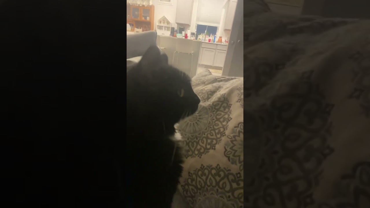 Cat getting sturdy - YouTube