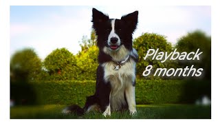 Qui-Gon-Jinn \ Border Collie  \ 8 months \ Dog-Dance Tricks by Varya The Corgi 396 views 10 months ago 2 minutes, 59 seconds