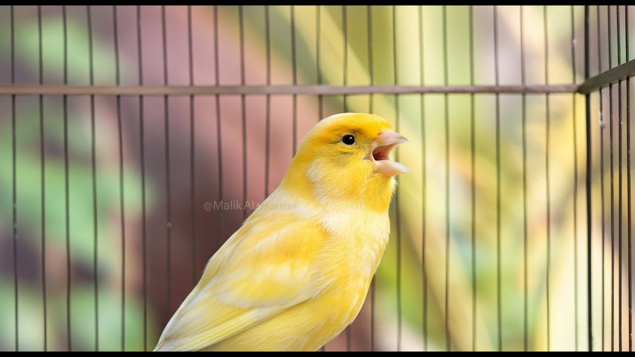 صوت كناري سيجبر طائرك على الرد فوراً | تحدي الأبطال