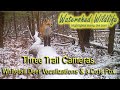 Three Trail Cams - Whitetail Vocalizations & a Fox Discovers a Camera