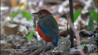 Paok Sulawesi - Sulawesi pitta (Erythropitta celebensis)