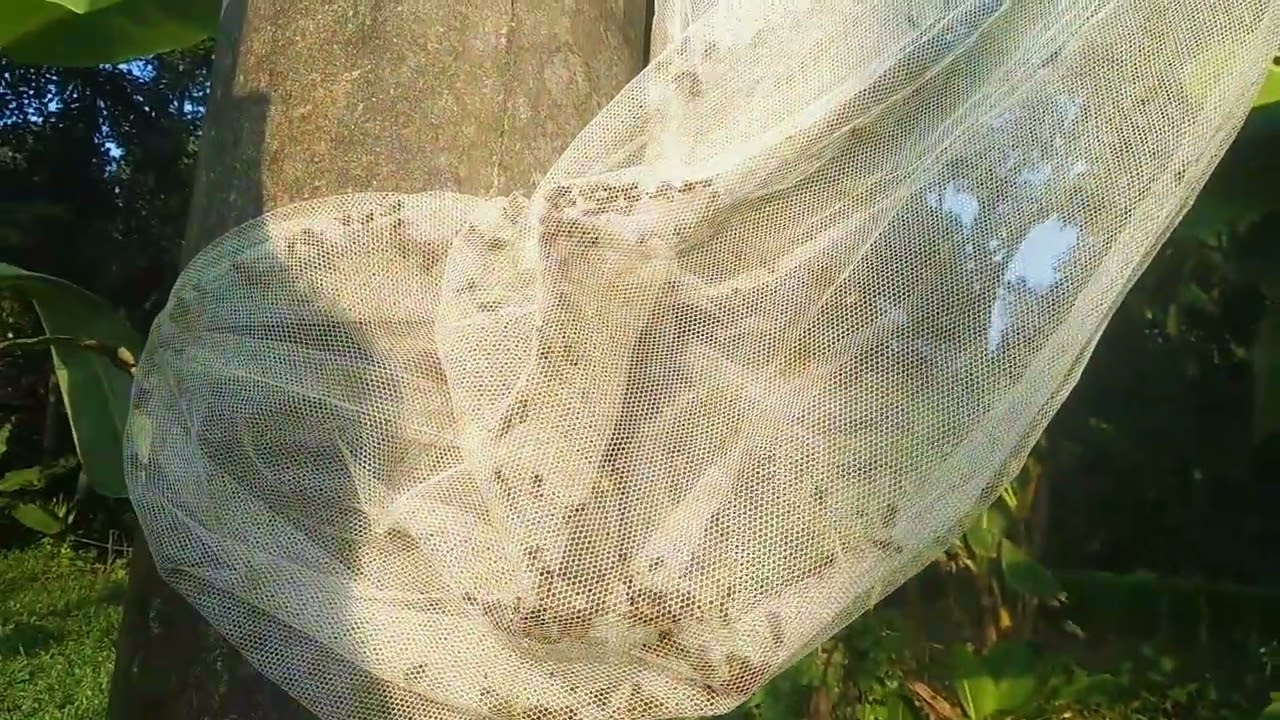 ক্ষুদ্র মৌমাছির চাক সঠিক নিয়মে কারেন্টের কুটি  কুলি থেকে বের করুন নেম কারন যিনি তার পরে বের করুন