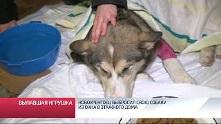 Новоуренгоец выбросил свою собаку из окна 8 этажного дома Новоуренгоец выбросил свою собаку из окна 8 этажного дома