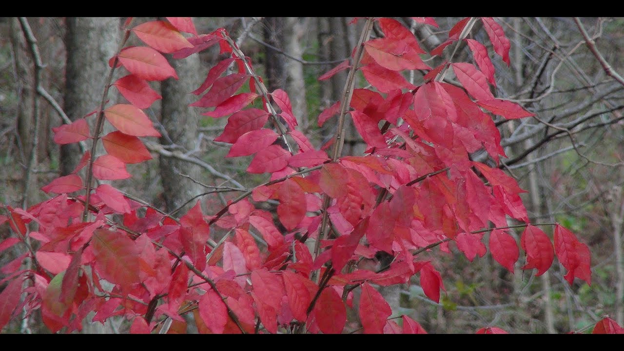 FNR-582-WV Burning Bush