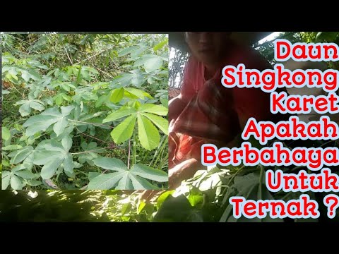 Memberi Makan Domba Dengan Daun  Singkong  Karet Bahaya  Tau 