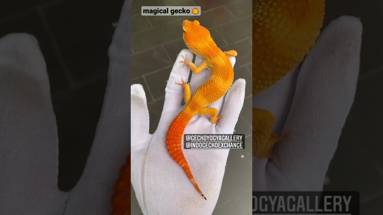 Incredible SHTCTB leopard gecko