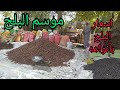 اسعار البلح بأنواعه من داخل محافظة أسوان مركز بلانه مع الحج عبد الراضي 