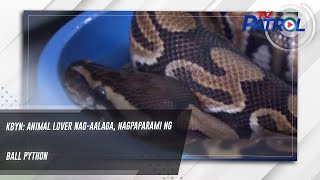 KBYN: Animal lover nagaalaga, nagpaparami ng ball python | TV Patrol