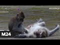 Обезьяний рэкет! Животные начали грабить дома на Бали - Москва 24