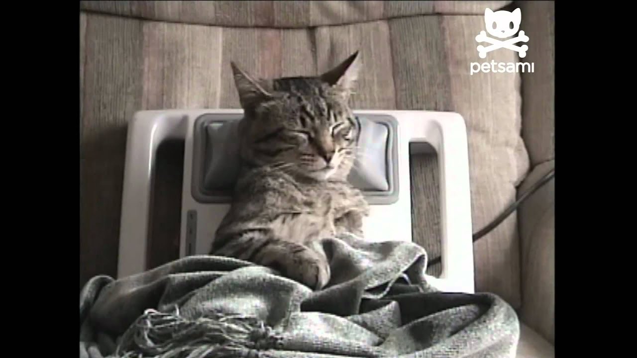 Gato stressado adora massagens no pescoço.mp4