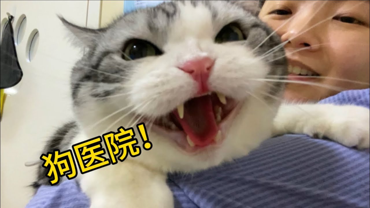 變臉小貓？醫生懷裡一動不動，主人懷裡罵遍醫院