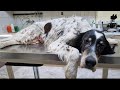 Stray dog ​​had a nasty wound and needed help.