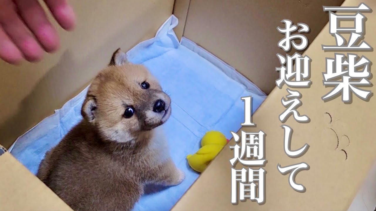 A week after adopting a Mame-Shiba, this Shiba Inu won't change