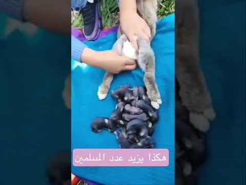 هكذا يزيد عدد الـ والـ