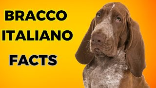 Bracco Italiano  Top 10 Interesting Facts