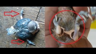 Tips Mengatasi Kaki Ngangkang Pada Burung Lovebird Parkit Dan Burung Lainnya