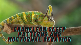 The chameleon sleep patterns and nocturnal behavior