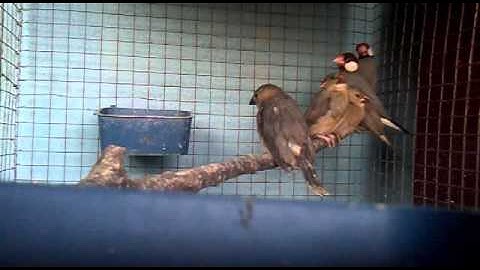 Java sparrow birds adult and baby video
