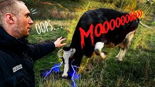 KARVĖ vs VEGANAS: Pavojingi žaidimai | Trys paršeliai | 1 GUY 1 COW