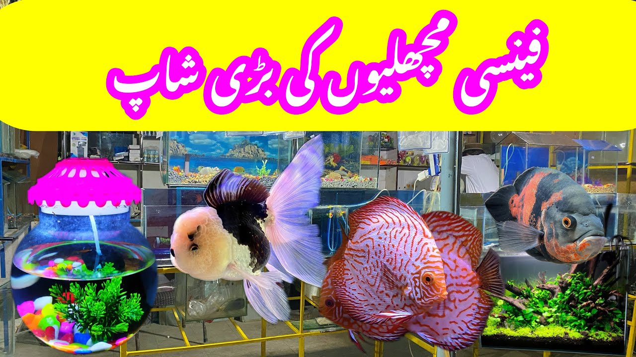 Sunday market Islamabad Fish & Aquarium shop update fish YouTube