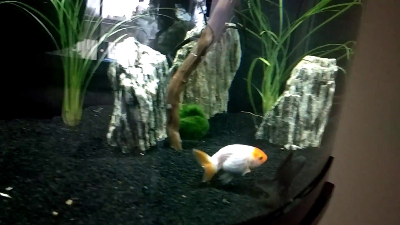 where to buy butterfly telescope goldfish where to buy butterfly telescope goldfish