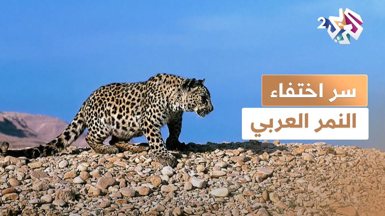 وثائقي l النمر العربي يختفي.. ما السر وراء غيابه؟