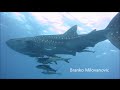 Whale Shark Bali