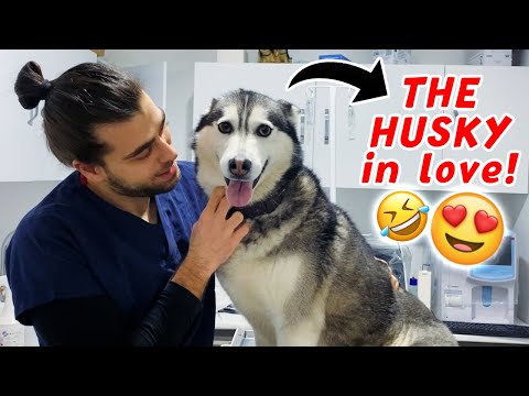 Aşk İçin Evden Kaçan Husky! 😂 ( Bebeklerle Geri Dönmüş! ) #TheVet