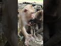 Wildlife monkeys 🐒😘😍🐒 #Shorts #ViralVideo #Trending #CuteAnimals #wildlife #MonkeyShorts