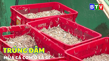 Ngư dân Lagi trúng mùa cá cơm