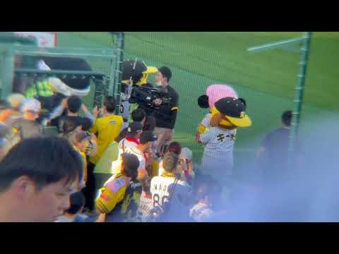 マーくんとキー太登場♬#マーくん#キー太#阪神#かわいい#癒し
