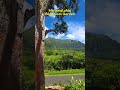 Hoomaluhia Botanical Garden 🌴 Hawaii John