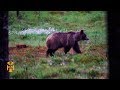 Bear watching  sweden discoveries  world nomads